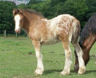 Click for larger image